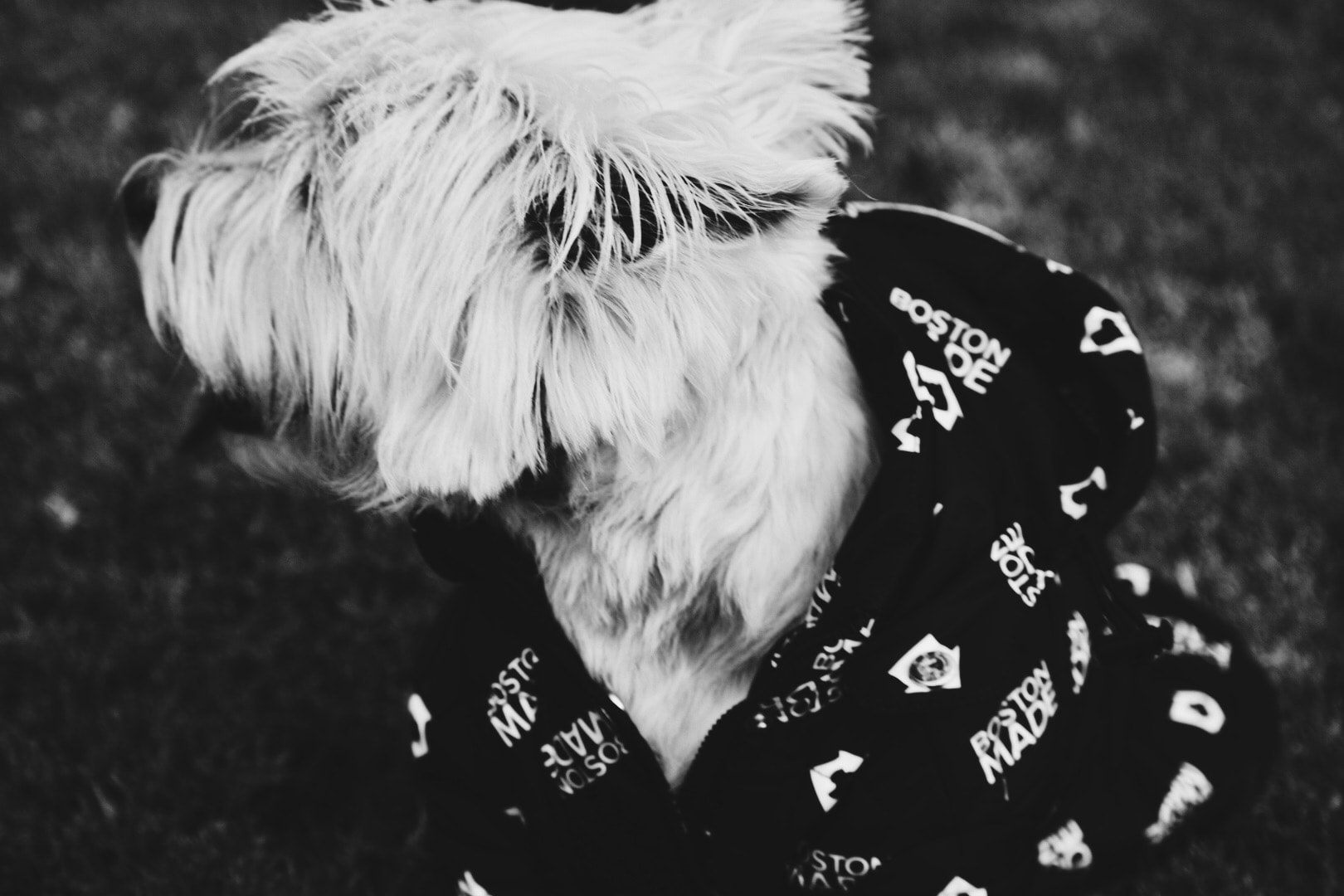 Fluffy white dog wearing a black bandana