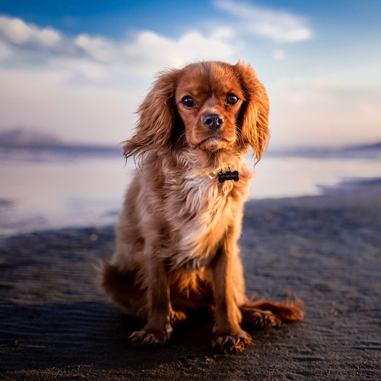 Spaniel standing on a beach looking at the camera, representing the discovery and exploration theme