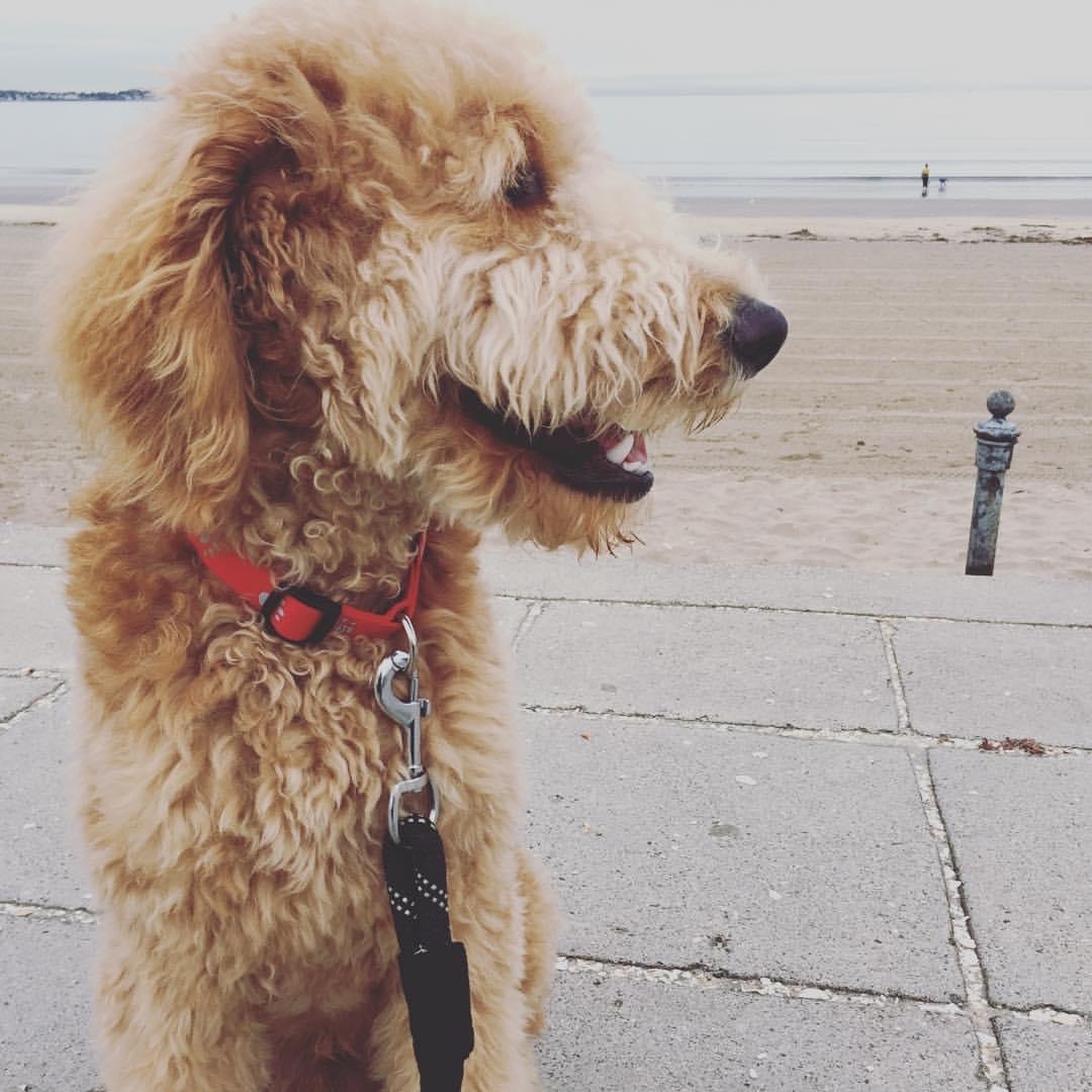 A GoldenDoodle — illustrative of the dog who inspired the Boston Made name